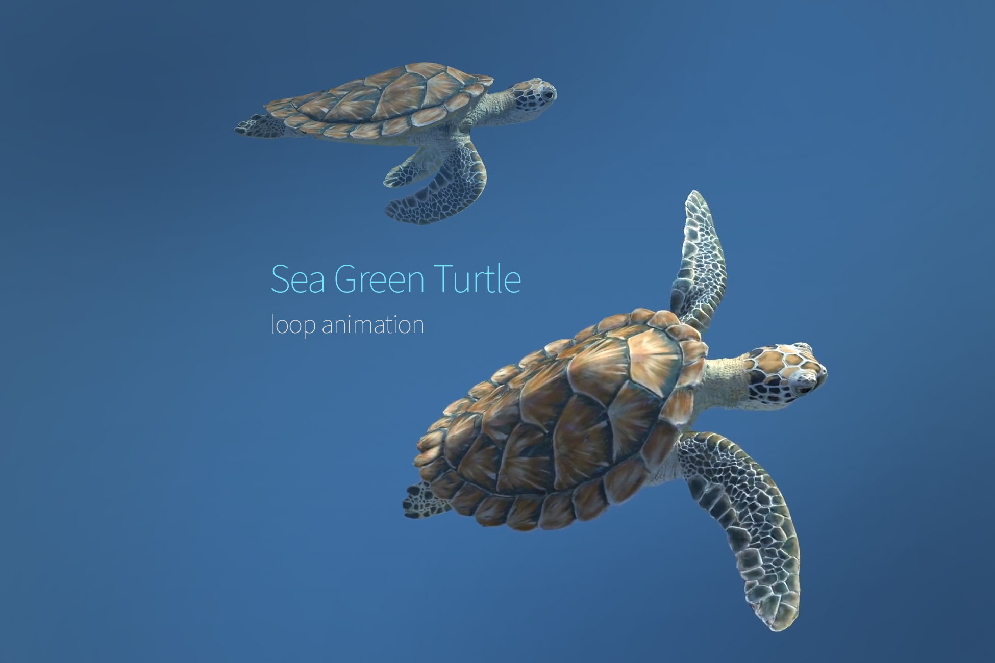 sea green turtle